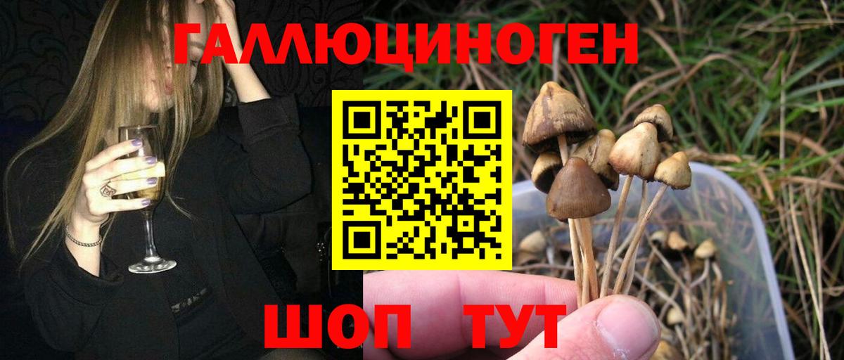 Галлюциногенные грибы Psilocybe Ржев